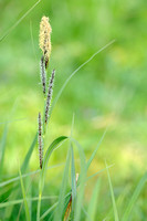 Scherpe Zegge - Slender Tufted-sedge - Carex acuta