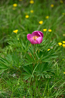 Pioenroos; Garden Peony; Paeonia officinalis