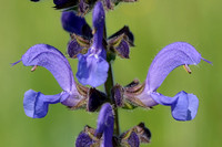 Velsalie; Meadow Clary; Salvia pratensis