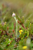 Alpen Rozenkransje Alpine everlasting; Antennaria alpina