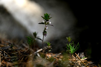 Irish Eyebright; Euphrasia salisburgensis