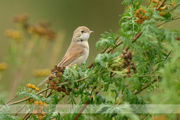 Grasmus; Common Whitethroat; Sylvia communis