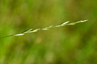 Mainzer Kweek - Elymus arenosus