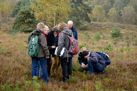 Grote Wolfsklauw; StagÕs-horn clubmoss; Lycopodium clavatum;