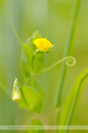 Naakte Lathyrus; Yellow Vetchling; Lathyrus aphaca;