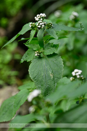 Creeping croftonweed; Ageratina riparia