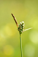 Viltzegge; Downy-fruited Sedge; Carex tomentosa