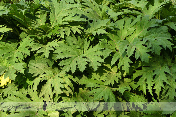 Reuzenberenklauw; Giant Hogweed; Heracleum mantegazzianum