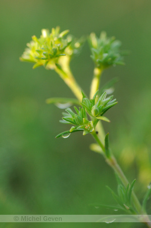 Eenjarige Hardbloem; Annual knawel; Scleranthus annuus