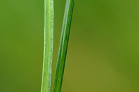 Beemdhaver; Meadow Oat-grass; Helictochloa pratensis