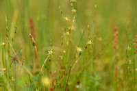 Greppelrus; Toad Rush; Juncus bufonius