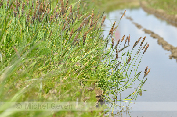 Geknikte Vossenstaart; Marsh Foxtail; Alopecurus geniculatus