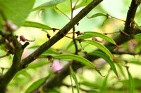 Europese Judasboom - Judas Tree - Cercis siliquastrum