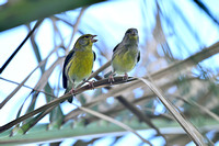 Kanarie; Atlantic Canary; Serinus canaria