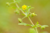 Liggende Ganzerik;Spreading Cinquefoil;Potentilla supina