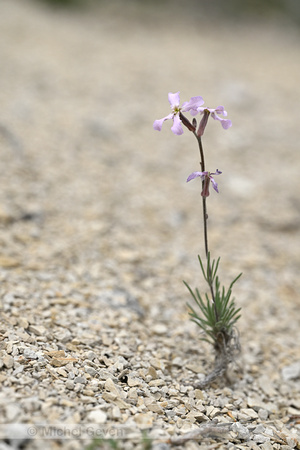 Matthiola fruticulosa