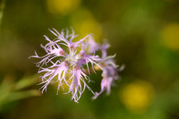 Prachtanjer; Superb Pink; Dianthus superbus