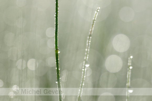 Heermoes; Field horsetail; Equisetum arvense