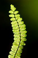 Getrapte Steenbreekvaren - Maidenhair Spleenwort - Asplenium trichomanes subsp. pachyrachis