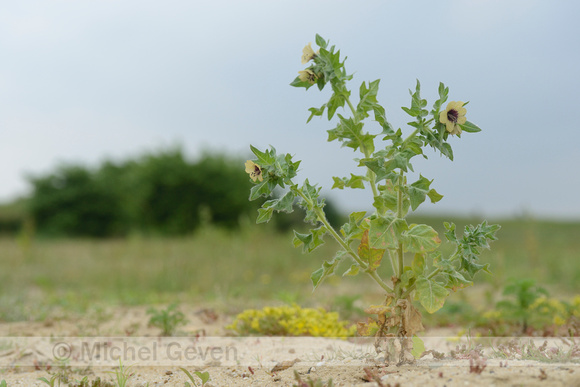 Bilzekruid; Black Henbane; Hyoscyamus niger