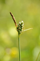 Viltzegge; Downy-fruited Sedge; Carex tomentosa