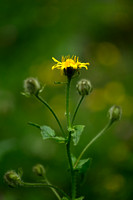 Crepis pyrenaica