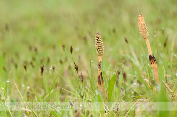 Heermoes; Field horsetail; Equisetum arvense