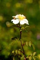 Bosroos; Field Rose; Rosa arvensis;