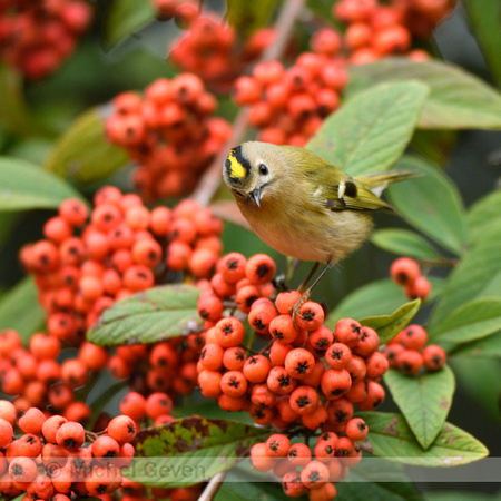 Goudhaan; Goldcrest; Regulus regulus