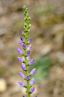 Aardragend klokje - Spiked Bellflower - Campanula spicata