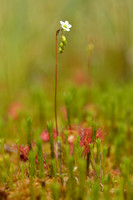 Ronde zonnedauw; Round-leaved Sundew; Drosera rotundifolia;
