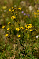 Hieracium lanceolatum