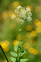 Grote bevernel; Greater burnet-saxifrage; Pimpinella major