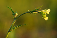 Schijnraket; Hairy Rocket;Erucastrum gallicum