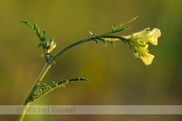 Schijnraket; Hairy Rocket;Erucastrum gallicum