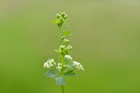 Selderij; Celery; Apium graveolens;