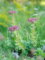 Liefdesvetkruid - Love-restoring Stonecrop - Sedum anacampseros