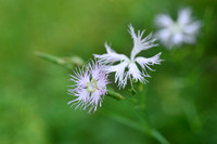 Prachtanjer; Superb Pink; Dianthus superbus