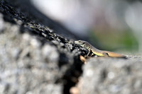 Madeirahagedis; Madeiran Wall Lizard; Teira dugesii