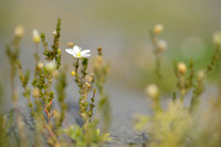 Sierlijke vetmuur; Knotted pearlwort; Sagina nodosa