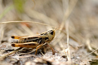 Brommer - Black-spotted Toothed Grasshopper - Stenobothrus nigromaculatus