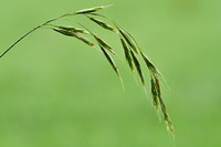 Ruwe Dravik; Hairy Brome; Bromopsis ramosa subsp. ramosa