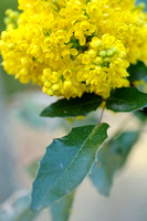 Mahonie - Oregon Grape - Berberis auifolium;