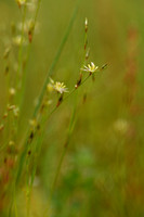 Greppelrus; Toad Rush; Juncus bufonius