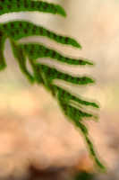 Gewone Eikvaren; Common Polypody; Polypodium vulgare;