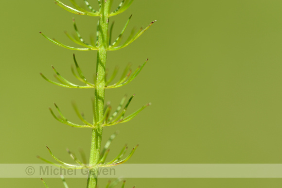 Kranskarwij;  Whorled Caraway; Carum verticillatum