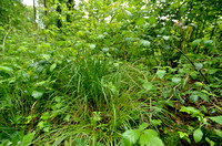Bleke Zegge; Pale sedge; Carex pallescens