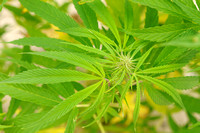 Hennep - Cannabis -  Cannabis sativa