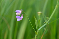 Moeraslathyrus; Marsh pea; Lathyrus palustris