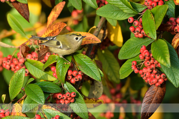 Goudhaan; Goldcrest; Regulus regulus